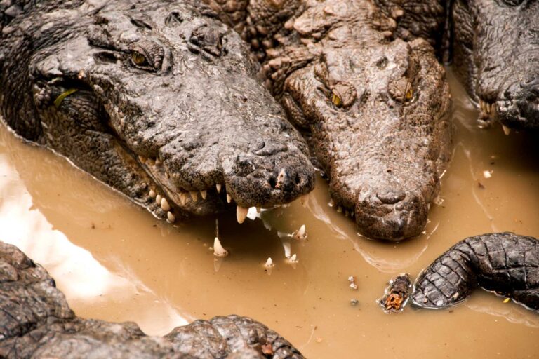 Are Alligators Friendly? Unraveling the Intricacies of Alligator Behavior