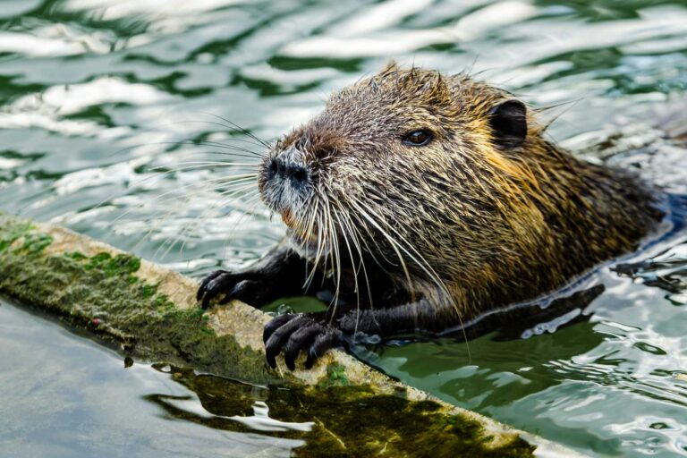 The Sociable Engineers: Unveiling the Friendliness of Beavers
