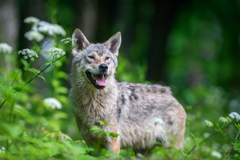 Are Coyotes Friendly? Unraveling the Complex Nature of Our Canine Neighbors