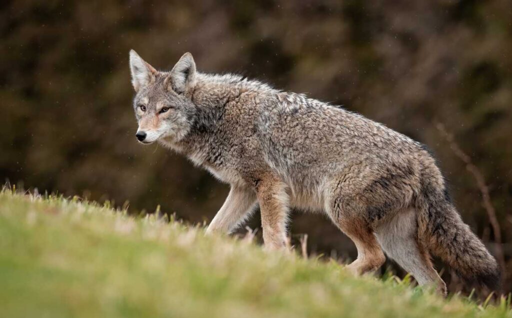 A coyote walking up a hill with green grass, with a blurred nature background. What animal eats hawks? So what eats hawks? What animals eats hawks?!? What eats hawks in the food chain? Seriously, what eats a hawk?!? Hawk Predators!