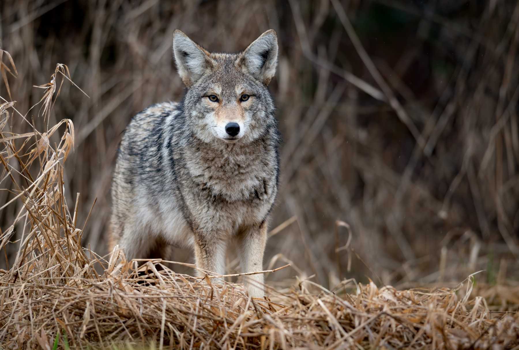 What eats coyotes?