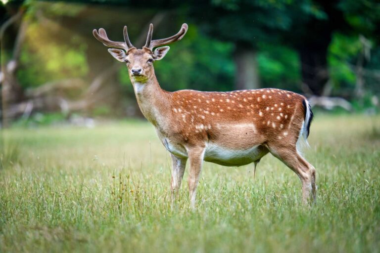 Are Deer Friendly? Exploring Human-Deer Interactions