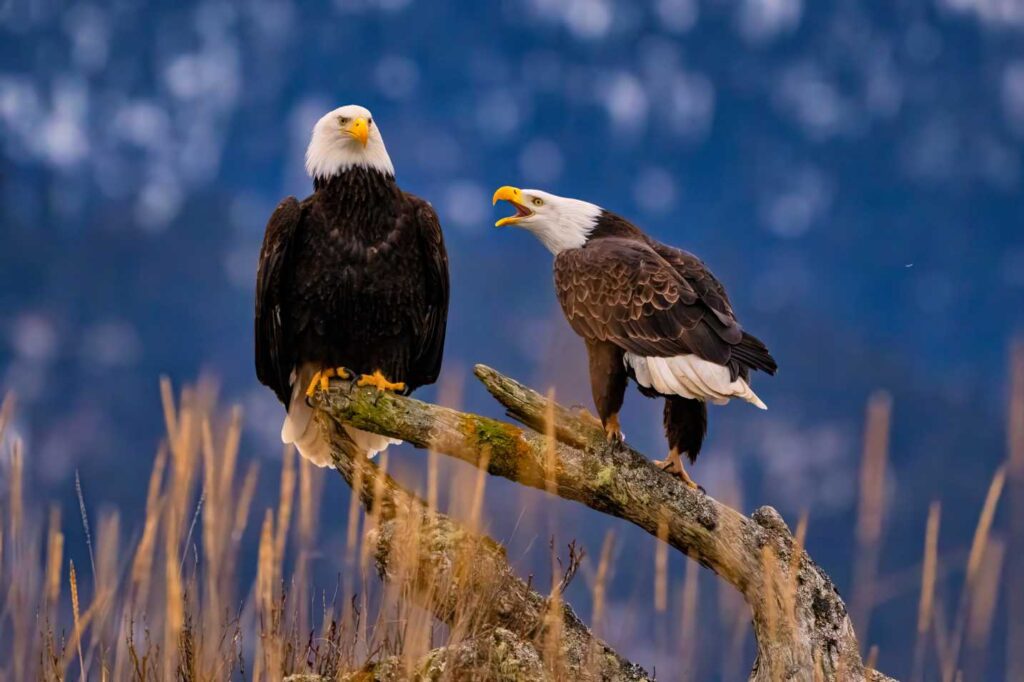 Two beautiful bald eagles on a thick branch. What animal eats hawks? So what eats hawks? What animals eats hawks?!? What eats hawks in the food chain? Seriously, what eats a hawk?!? Hawk Predators!