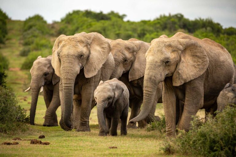 Are Elephants Nice? Exploring the Gentle Giants of the Animal Kingdom
