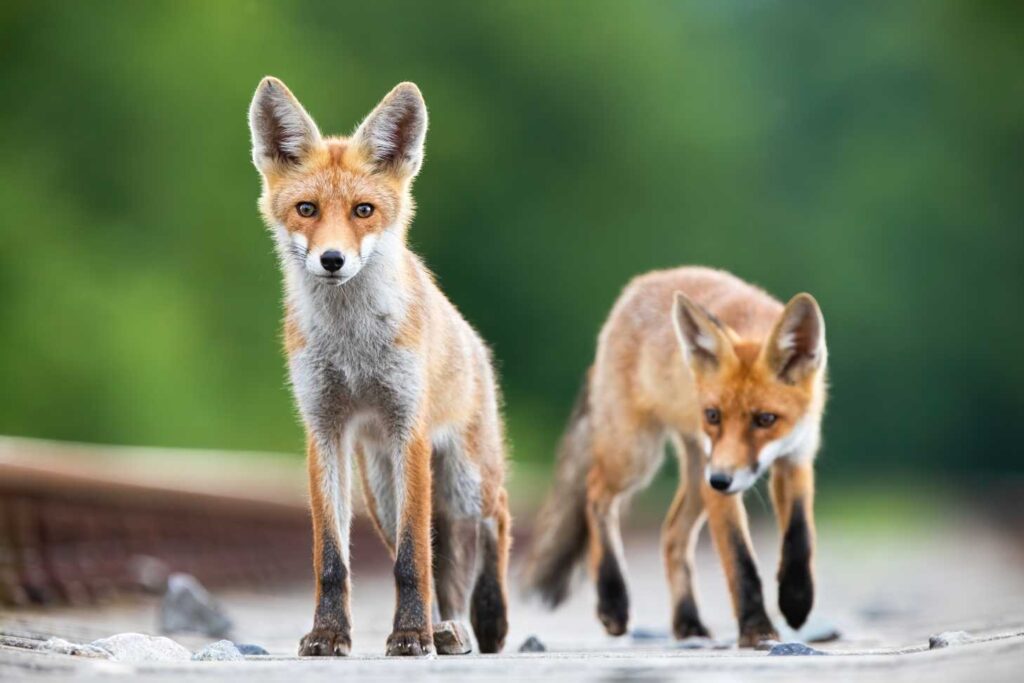 Two foxes walking close together, with a green blurred nature background. What animal eats hawks? So what eats hawks? What animals eats hawks?!? What eats hawks in the food chain? Seriously, what eats a hawk?!? Hawk Predators!