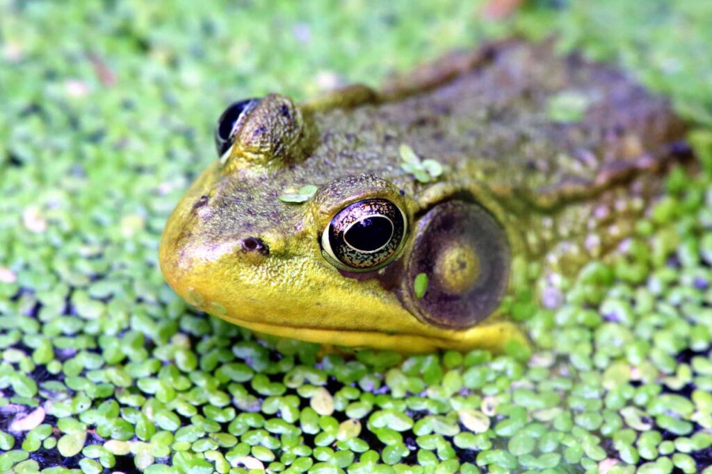 A frog in water - what do frogs eat? what do frogs eat, frog food, do frogs eat grasshoppers, what does frogs eat, what do small frogs eat, what does a frog eat, what do frogs eat?, what do frog eat, frog diet, do frogs eat plants, do frogs eat grass, do frogs eat worms