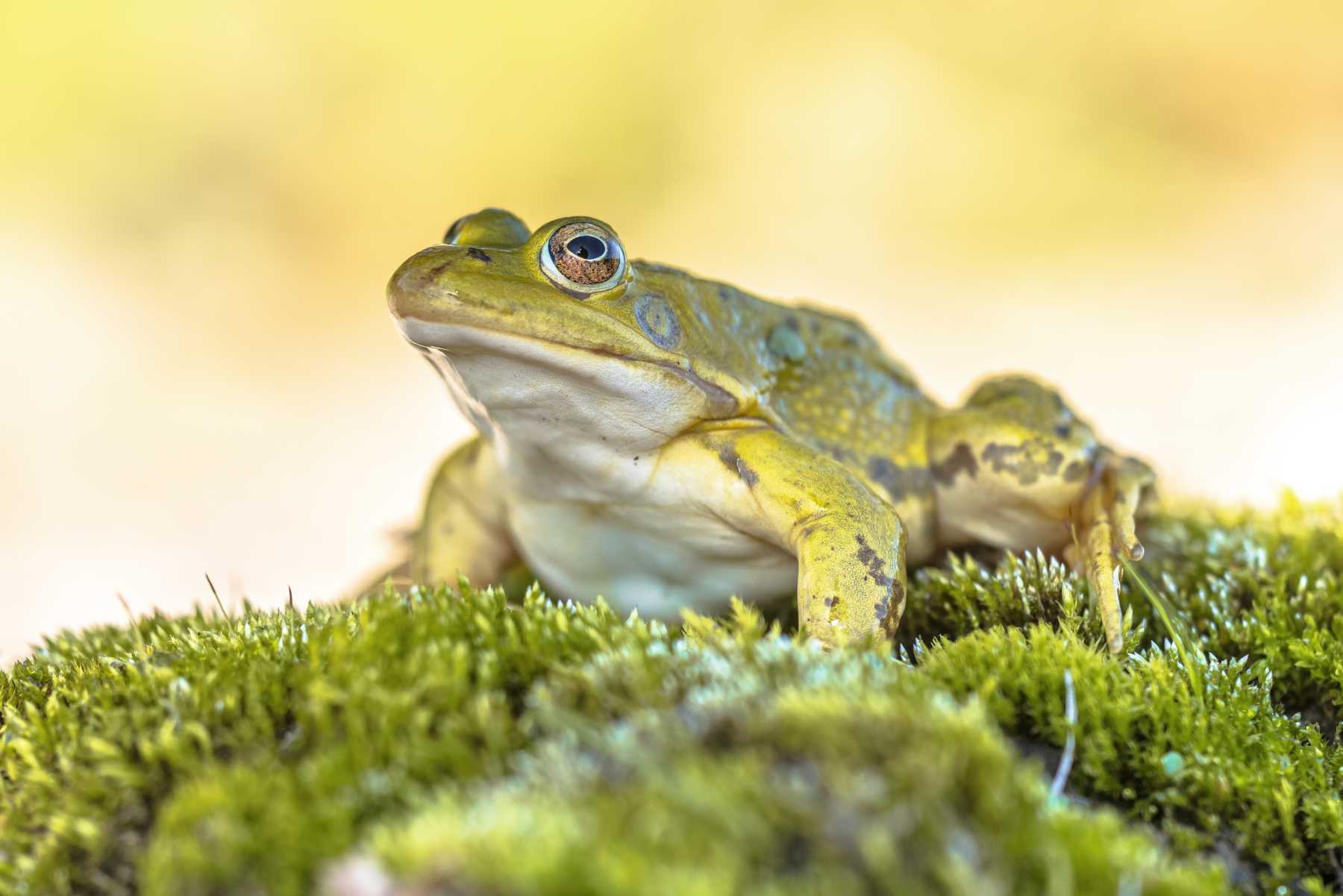 A frog in grass - what do frogs eat? what do frogs eat, frog food, do frogs eat grasshoppers, what does frogs eat, what do small frogs eat, what does a frog eat, what do frogs eat?, what do frog eat, frog diet, do frogs eat plants, do frogs eat grass, do frogs eat worms