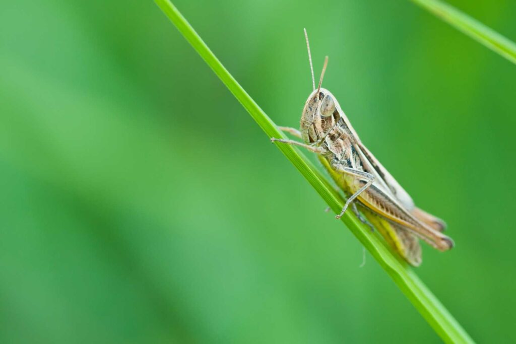 Grasshopper - what do frogs eat? what do frogs eat, frog food, do frogs eat grasshoppers, what does frogs eat, what do small frogs eat, what does a frog eat, what do frogs eat?, what do frog eat, frog diet, do frogs eat plants, do frogs eat grass, do frogs eat worms