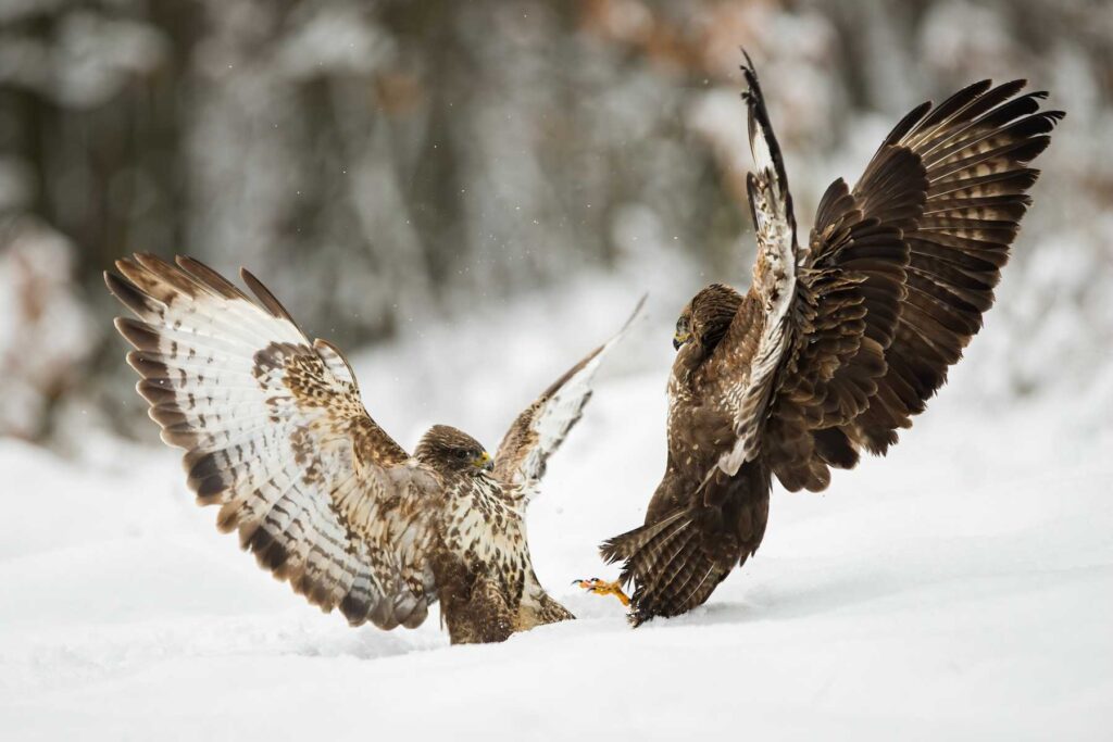 Hawk - Two common buzzards fighting in the snow with wings open. Are Hawks Dangerous & Aggressive? (Attack Or Eat Humans) Do humans eat hawks, are hawks dangerous to humans, do hawks eat humans, how dangerous are hawks, hawks dangerous, are hawks dangerous, can hawks attack humans, do hawks attack people, do hawks carry diseases, do hawks attack humans, hawk dangerous, will hawks attack humans, hawks attack humans, hawk attack human