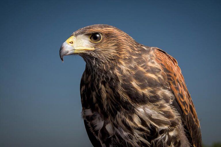 What Eats Hawks? 7 Hawk Predators (Animal Answers)