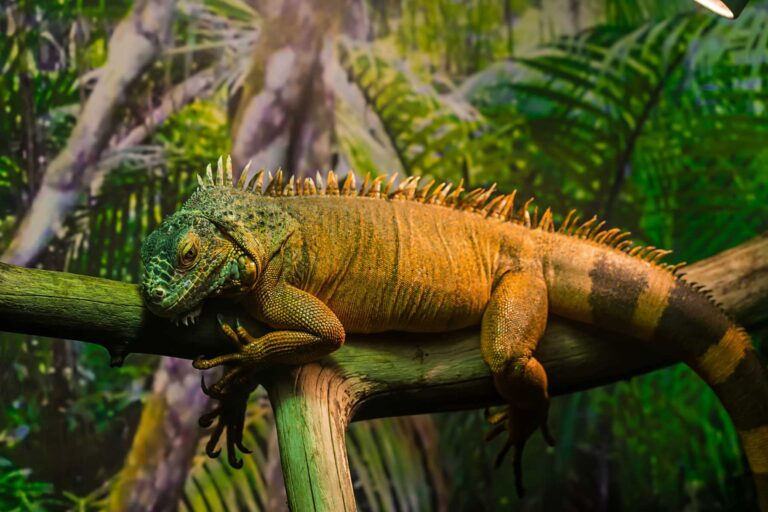 The Predators of Iguanas: Unveiling the Enigmatic World of Reptilian Pursuit