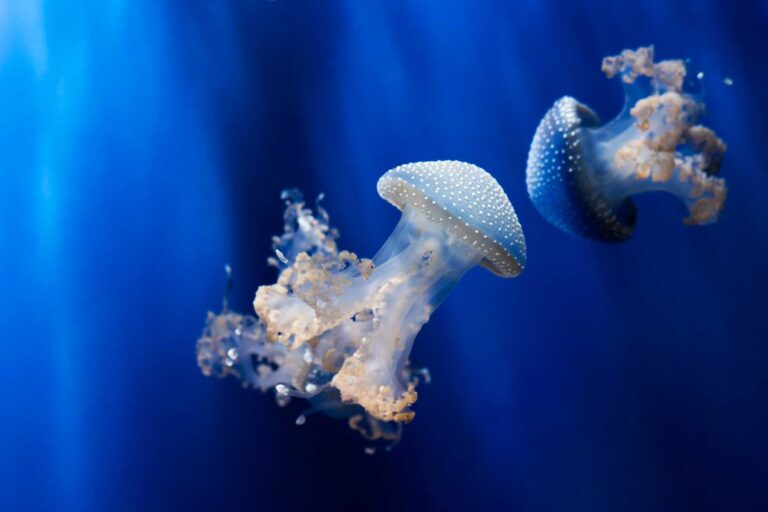 Exploring the Predators of Jellyfish: Guardians of the Ocean Ecosystem