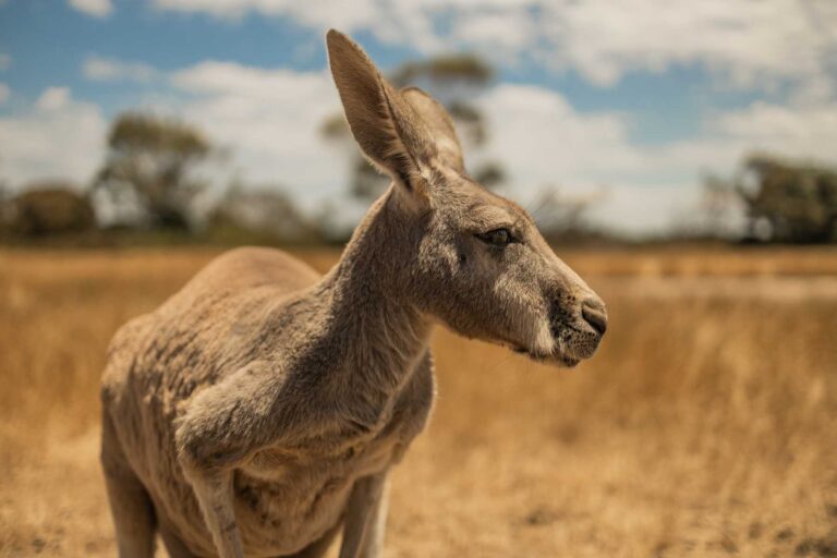 Understanding the Predators of Kangaroos: A Comprehensive Overview