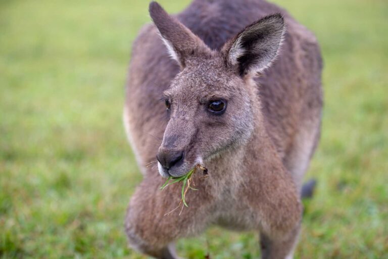 What Do Kangaroos Eat? (Kangaroo Diet and Favorite Food)