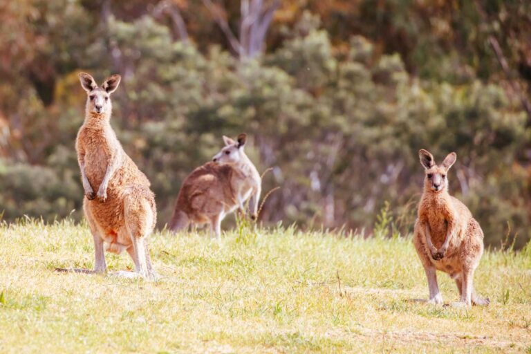 Are Kangaroos Friendly? Exploring the Myths and Realities