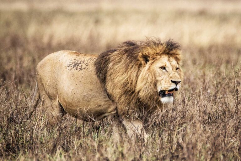 Are Lions Friendly? Exploring the Complexities of Lion Behavior
