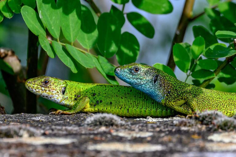 Exploring the Predators of Lizards: A Comprehensive Overview