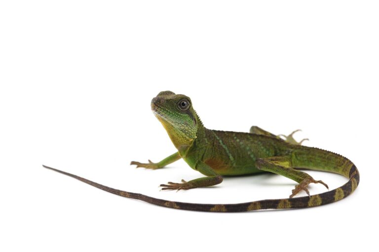 What Do Lizards Eat? Lizard Diet and Favorite Food)