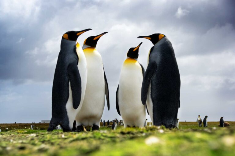 Unraveling the Social Mysteries of Penguins: Are They Really Friendly?