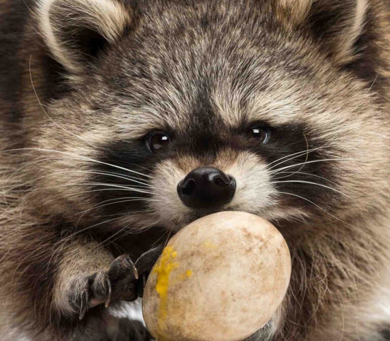 What Do Raccoons Eat? (Raccoon Diet and Favorite Food)