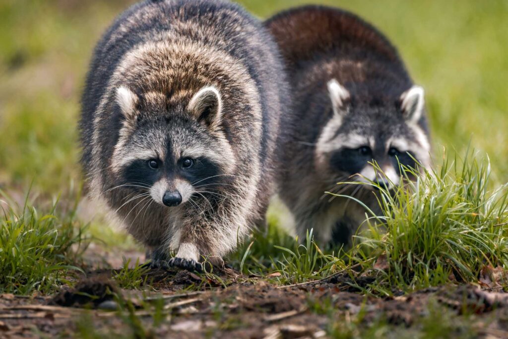 Two large gray, black, and brown raccoons walking in green grass. What animal eats hawks? So what eats hawks? What animals eats hawks?!? What eats hawks in the food chain? Seriously, what eats a hawk?!? Hawk Predators!