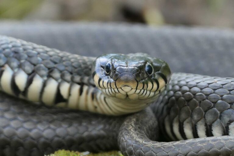 What Eats Snakes? Exploring the Predators of Snakes: Nature’s Intricate Web of Predation