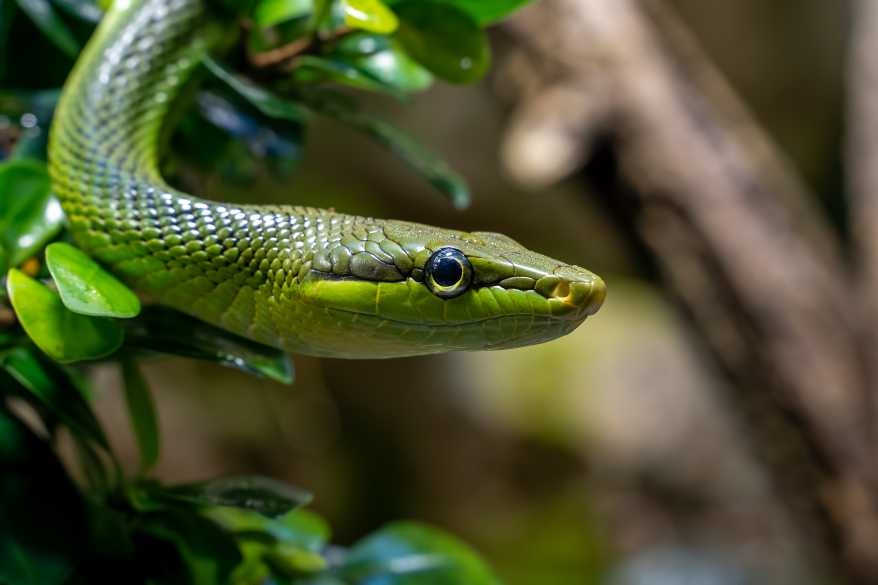 A beautiful green snake on a branch, with a blurred background of brown branches and leaves. What animal eats hawks? So what eats hawks? What animals eats hawks?!? What eats hawks in the food chain? Seriously, what eats a hawk?!? Hawk Predators!