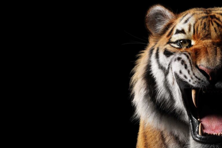 Are Tigers Friendly? Exploring the Complexities of Tiger Behavior