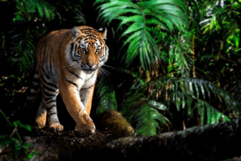 Understanding Tiger Danger: An In-Depth Exploration