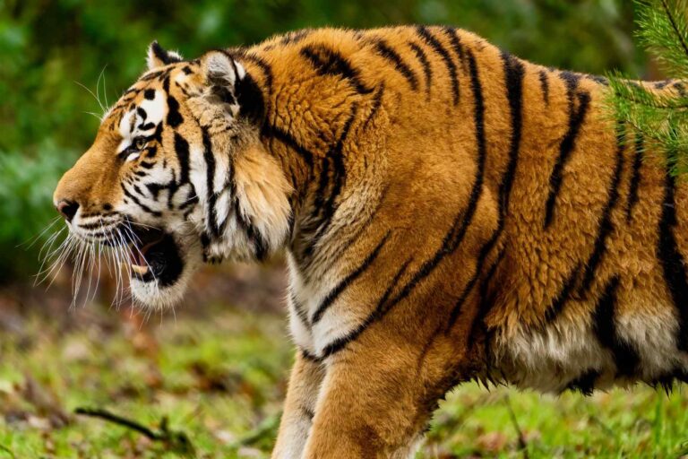 What Do Tigers Eat? A Window into Tigers’ Daily Diet