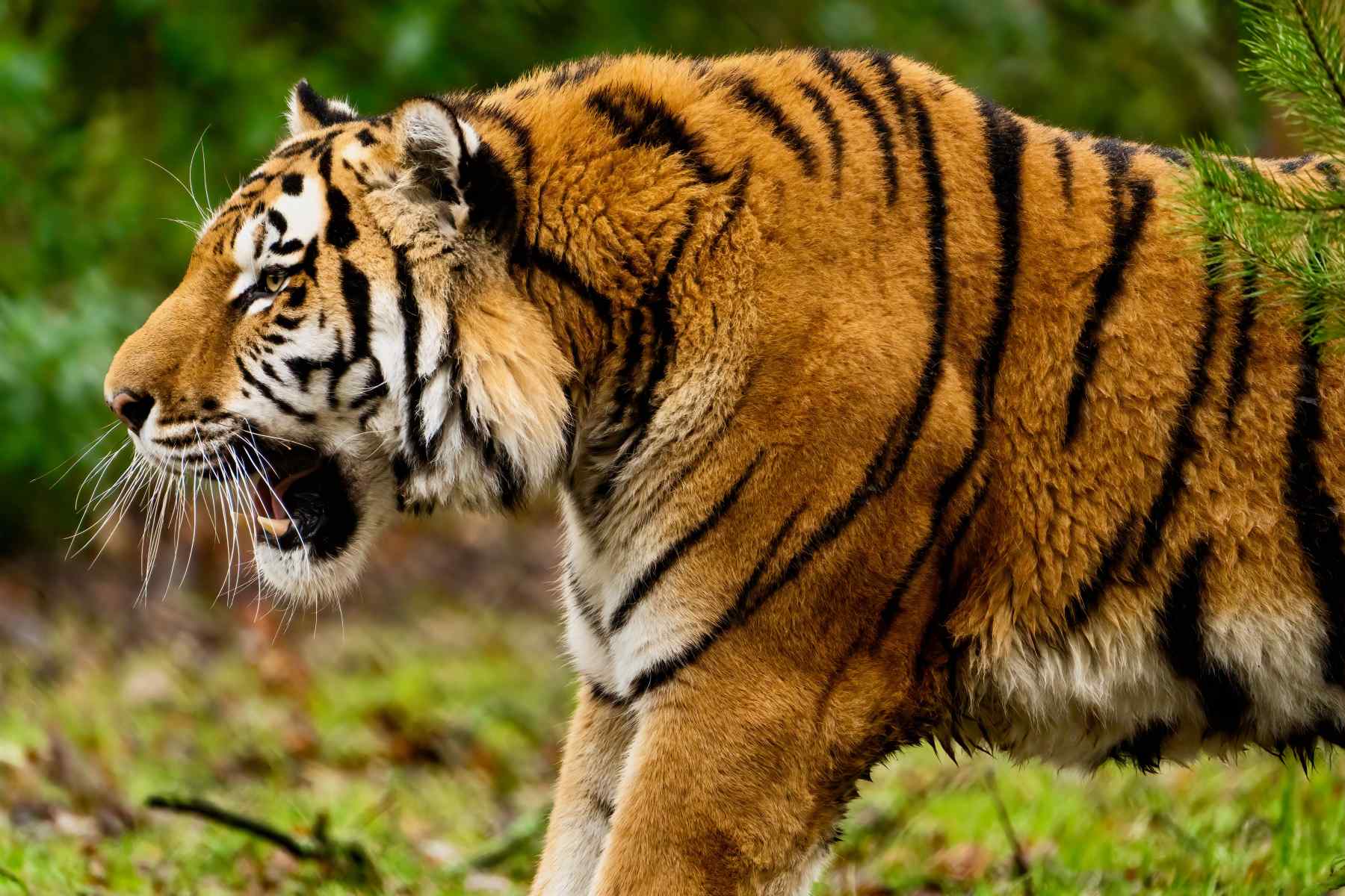 "What do tigers eat?" - animalanswerguide.com