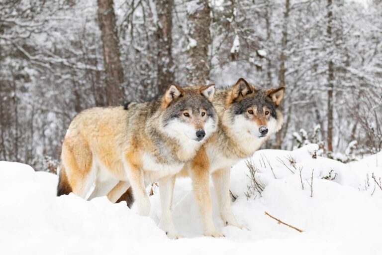 Unveiling the Enigma: What Female Wolves Are Called and Their Vital Role in Wolf Packs
