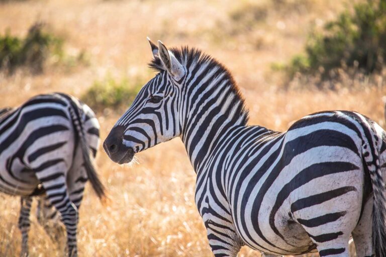 Zebras on the Menu: A Deep Dive into Their Predators