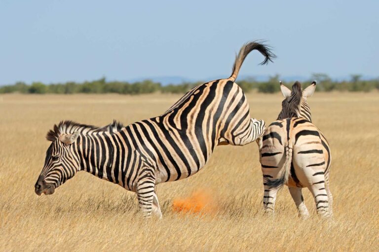 Unraveling the Enigma of Zebra Aggression: Behavior, Influences, and Conservation Implications